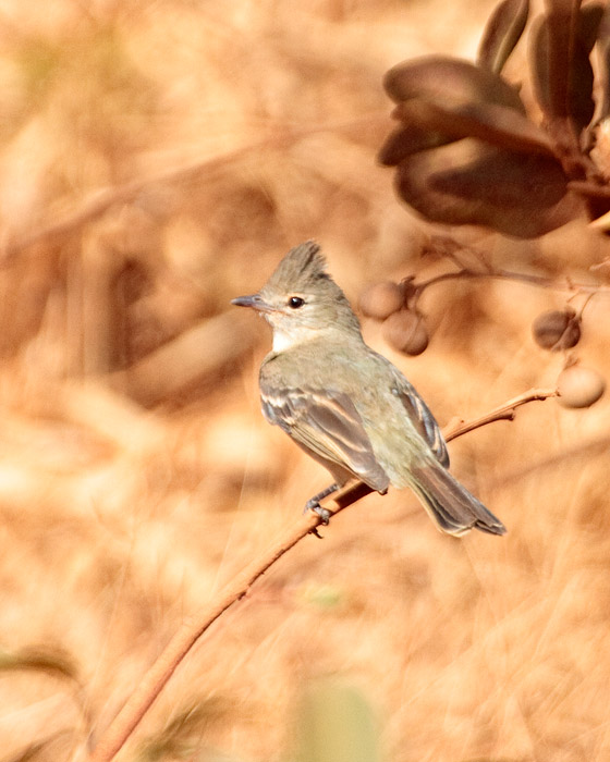 [Plain-crested Elaenia]