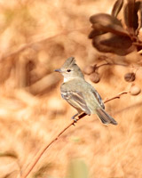 Plain-crested Elaenia