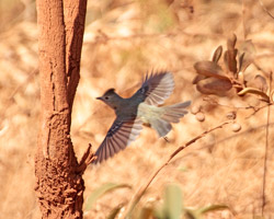 Plain-crested Elaenia