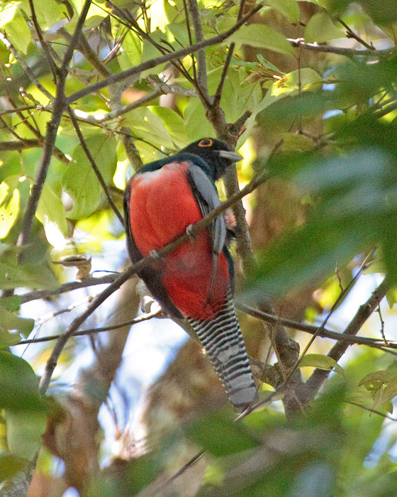 [Blue-crowned Trogon]