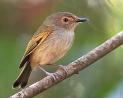 Rusty-fronted Tody-Flycatcher