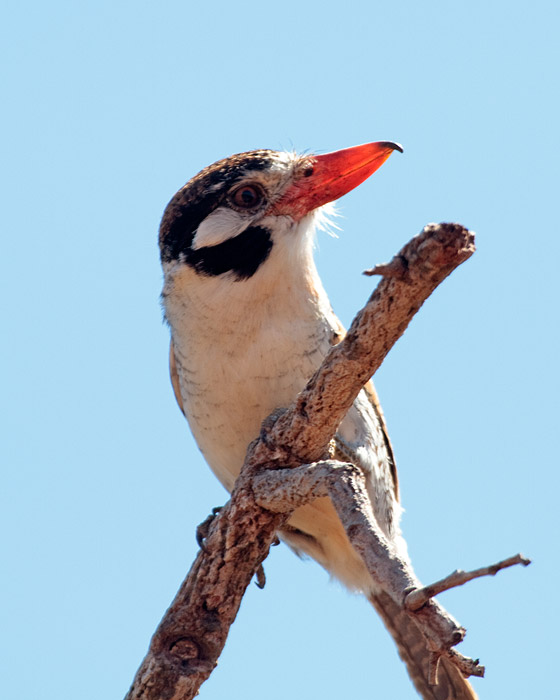 [White-eared Puffbird]