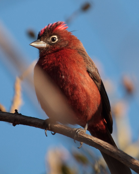 [Red-crested Finch]