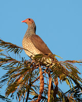 Scaled Pigeon