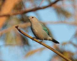 Sayaca Tanager