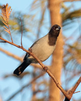 Black-faced Tanager