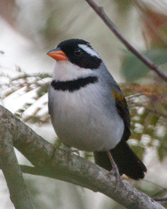 [Saffron-billed Sparrow]