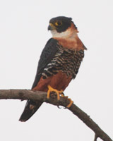 Orange-breasted Falcon