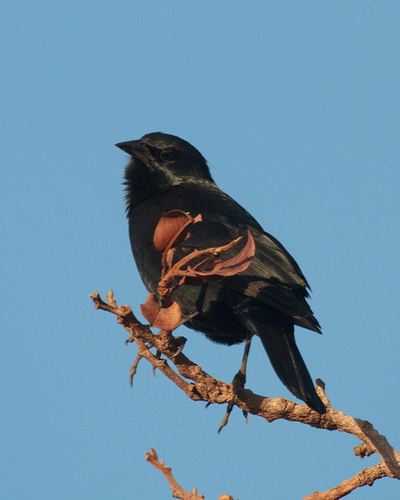 [Chopi Blackbird]