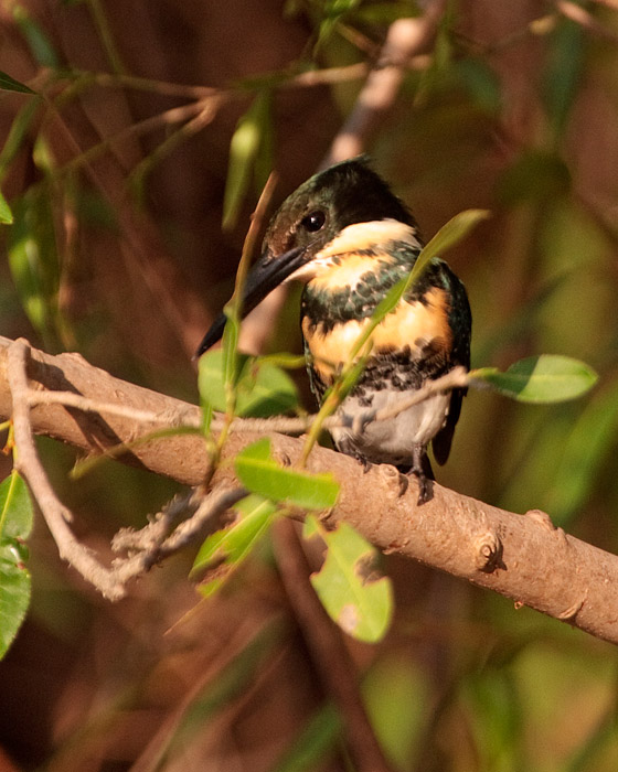 [Green Kingfisher]