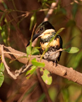 Green Kingfisher