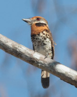 Spotted Puffbird