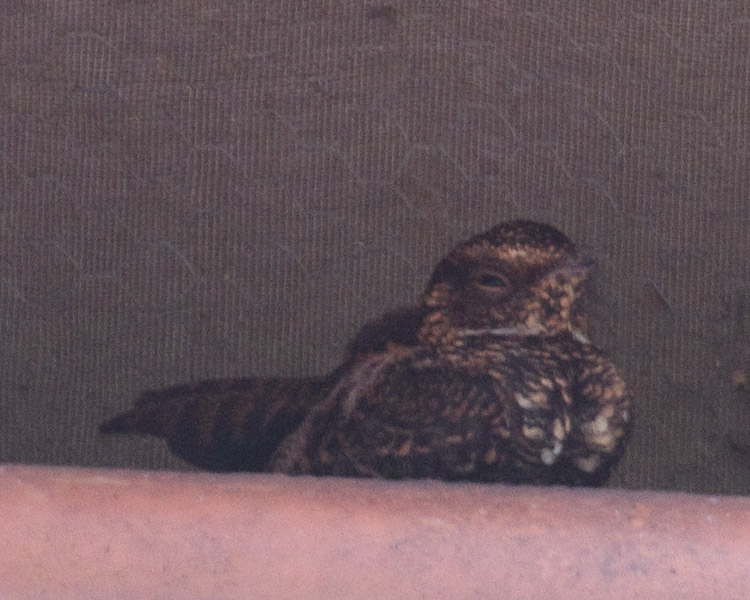 [Blackish Nightjar]