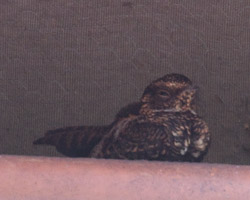 Blackish Nightjar