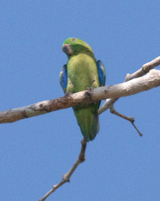 [Dusky-billed Parrotlet]