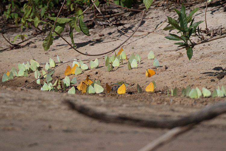 [Butterfly Puddle]