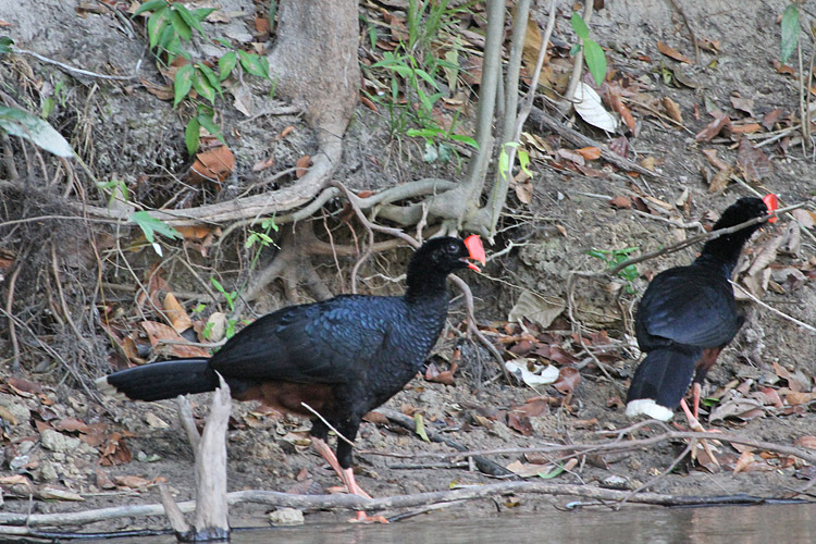 [Razor-billed Curassows]