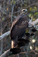 Great Black-Hawk