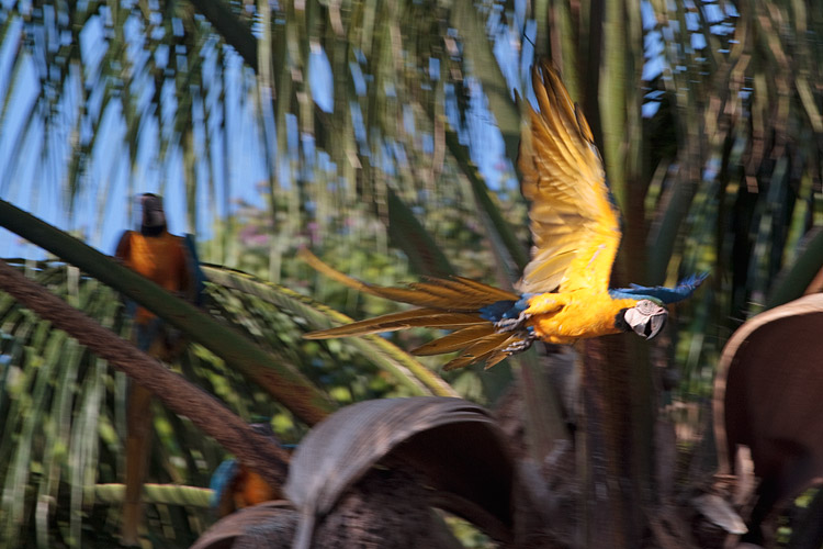 [Blue-and-yellow Macaws]