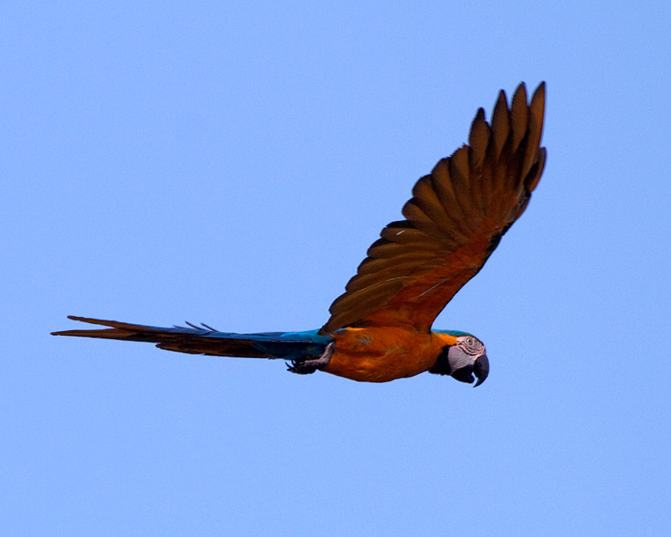 [Blue-and-yellow Macaw]