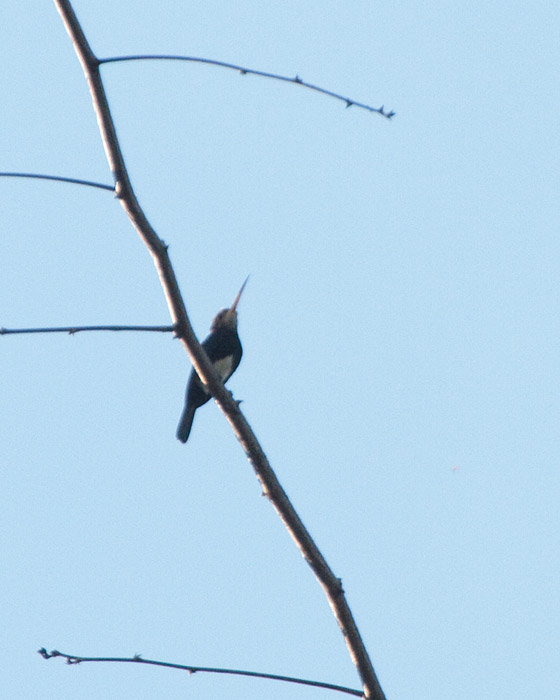 [Brown Jacamar]