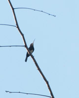 Brown Jacamar