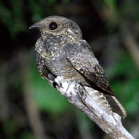 Ladder-tailed Nightjar