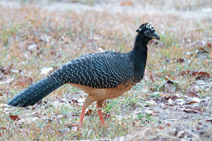 Bare-faced Curassow