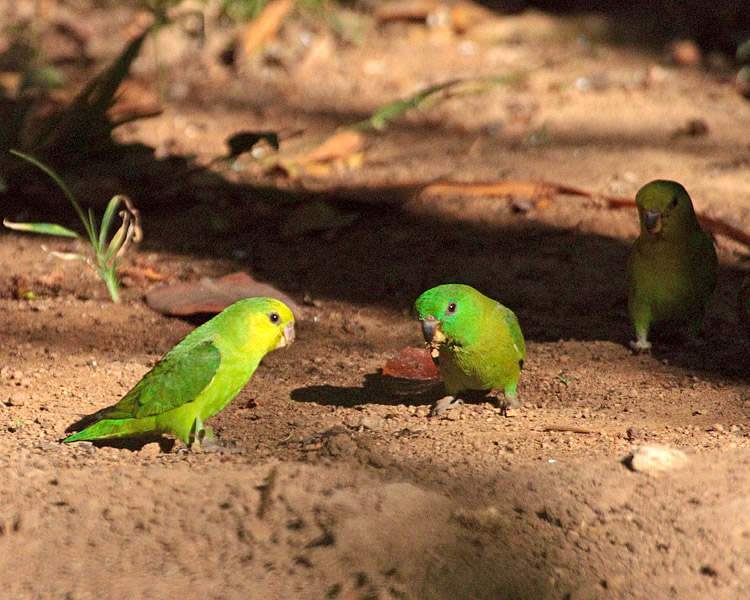 [Dusky-billed Parrotlets]