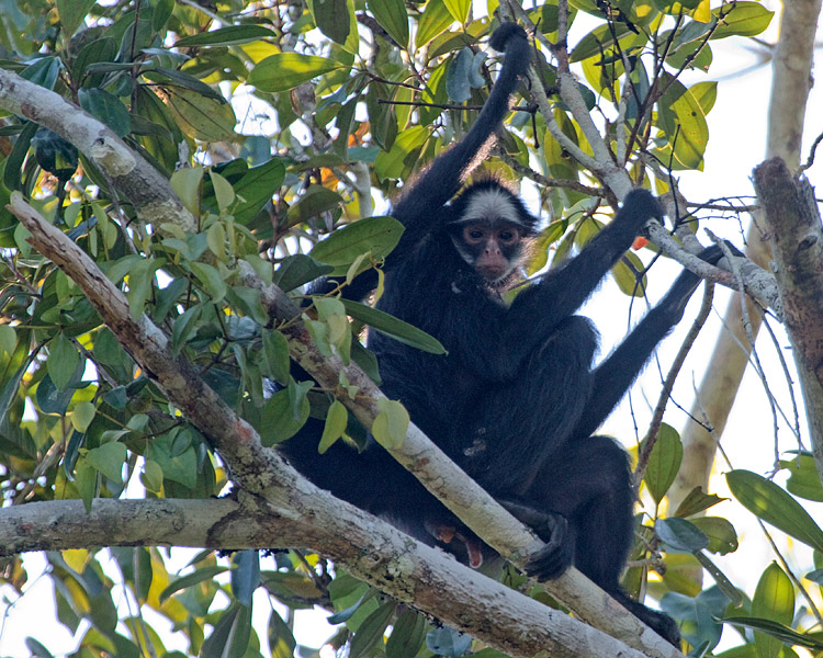 [White-Whiskered Spider Monkey]