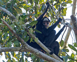 White-Whiskered Spider Monkey