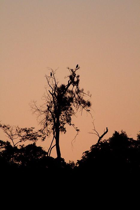 [Herons at Dusk]