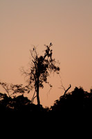 Herons at Dusk