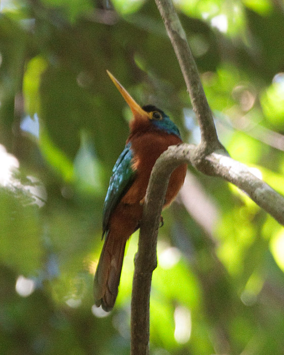 [Blue-cheeked Jacamar]