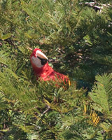 Scarlet Macaw