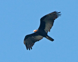 Greater Yellow-headed Vulture