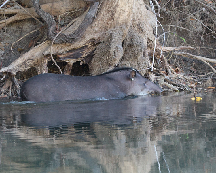 [Brazilian Tapir]