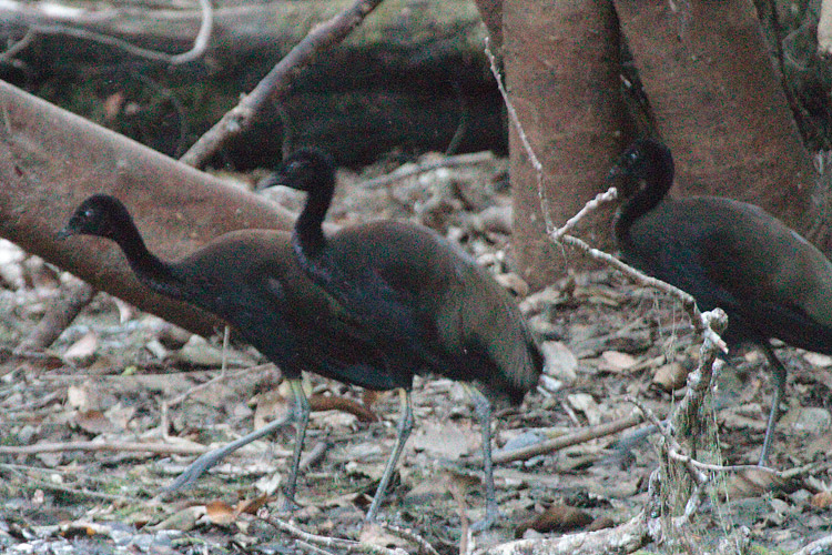 [Dark-winged Trumpeters]