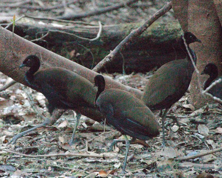 [Dark-winged Trumpeters]