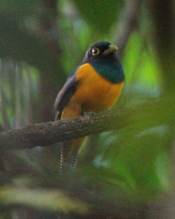 [Black-throated Trogon]