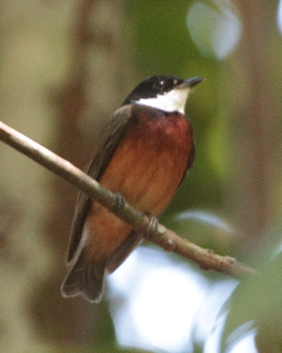 [Flame-crowned Manakin]