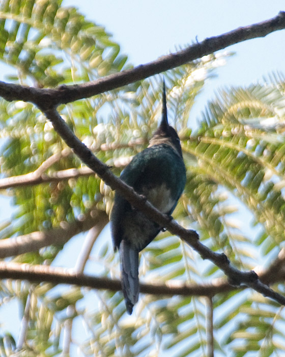 [Bronzy Jacamar]