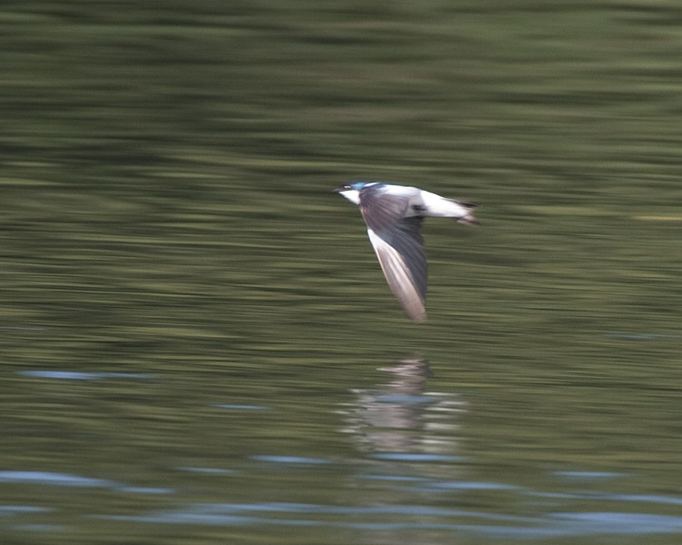 [White-winged Swallow]