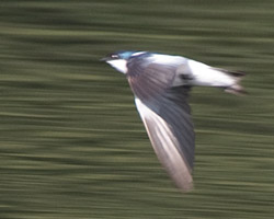 White-winged Swallow