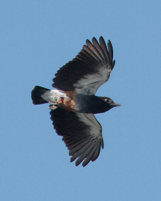 [Swallow-winged Puffbird]