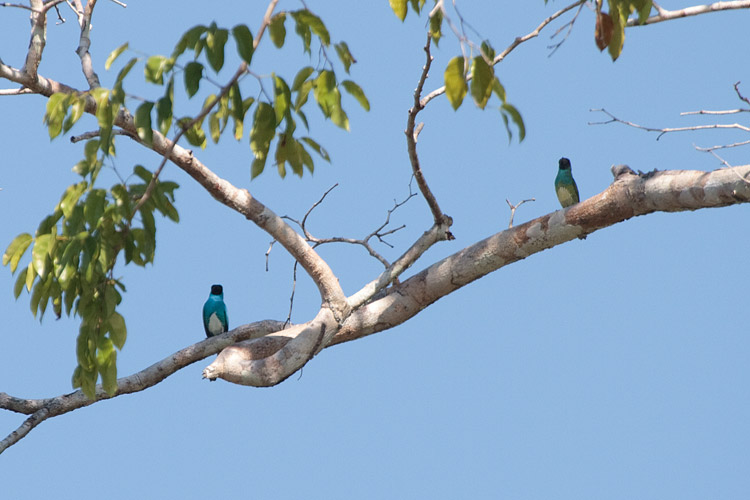 [Swallow Tanagers]