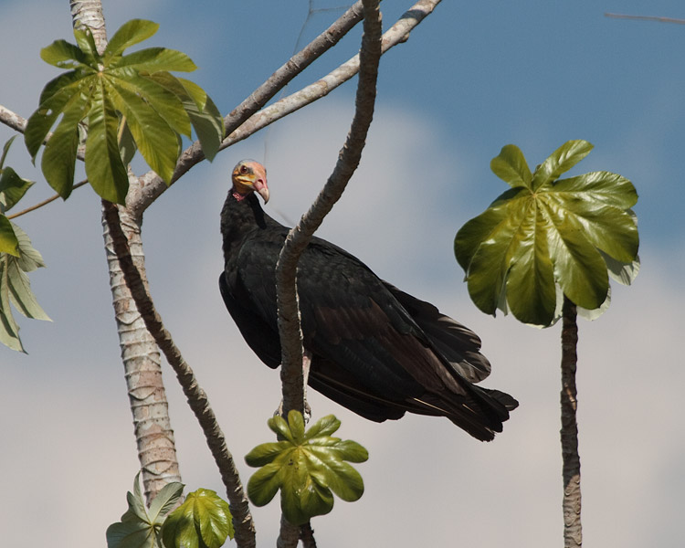 [Greater Yellow-headed Vulture]