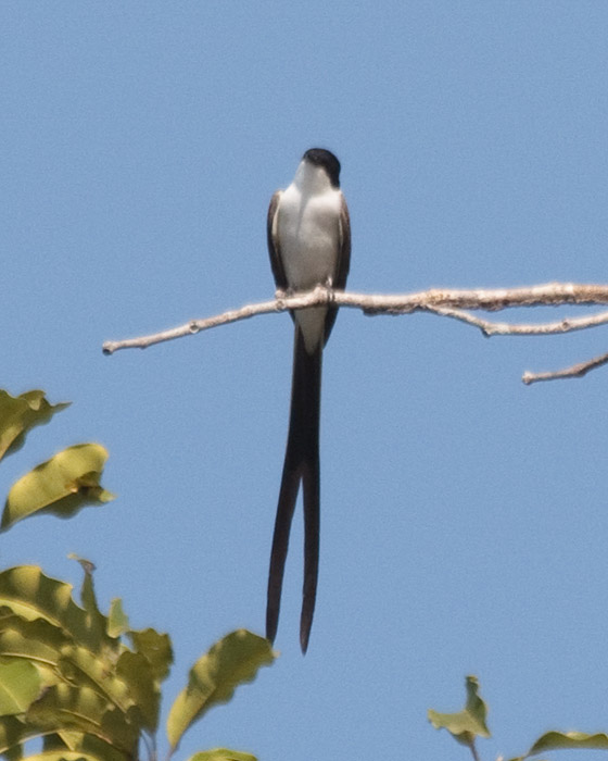 [Fork-tailed Flycatcher]