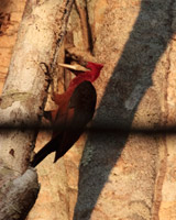 Red-necked Woodpecker