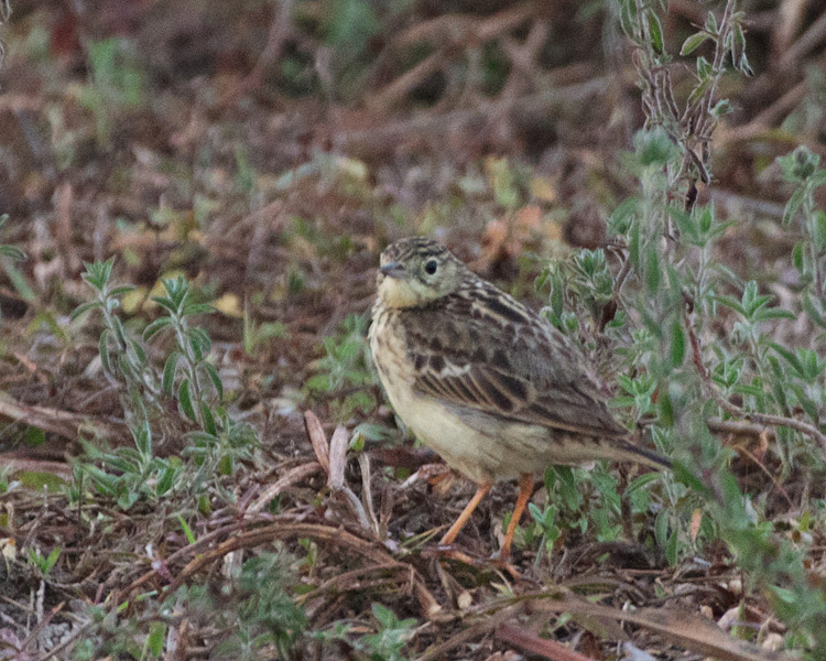 [Yellowish Pipit]